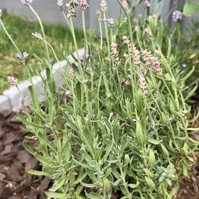Photo of the plant species Anouk Supreme Spanish Lavender by @ForrealMendoza named Clooney on Greg, the plant care app