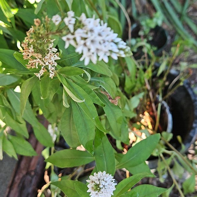 Photo of the plant species Gooseneck Loosestrife by @SteadyBluebean named Khaleesi on Greg, the plant care app