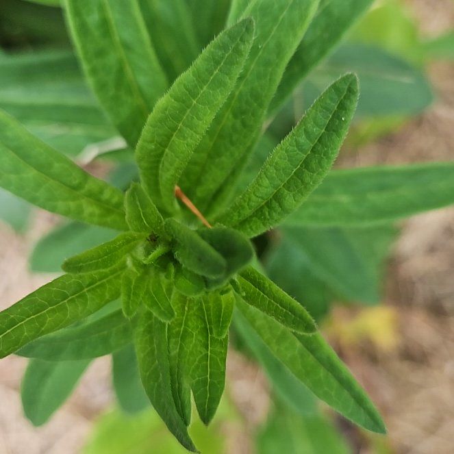 Photo of the plant species Butterfly Weed by @SteadyBluebean named Harper on Greg, the plant care app