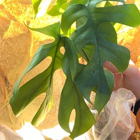 Plant care for Dragon's Tail Vine on Greg, the plant care app