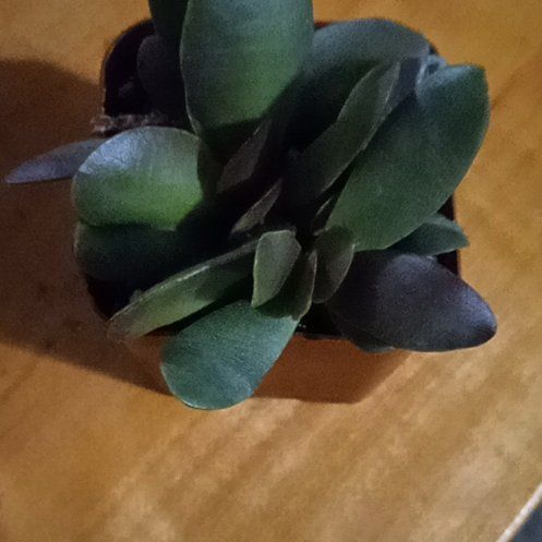 Photo of the plant species Puya alpestris by @SuperbMingfern named Zion on Greg, the plant care app