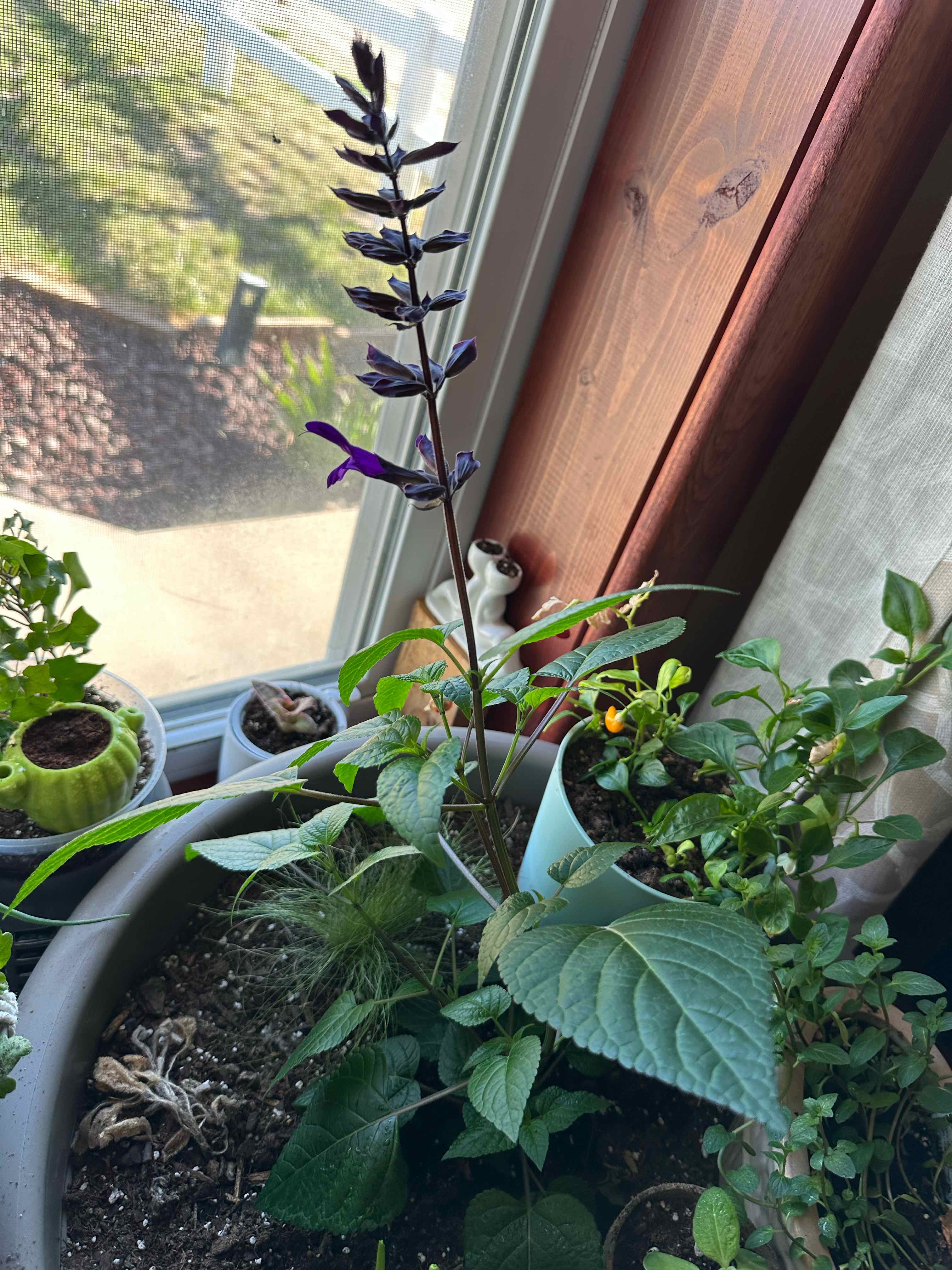 Anise-Scented Sage plant in a pot with visible soil and flowering stalk.
