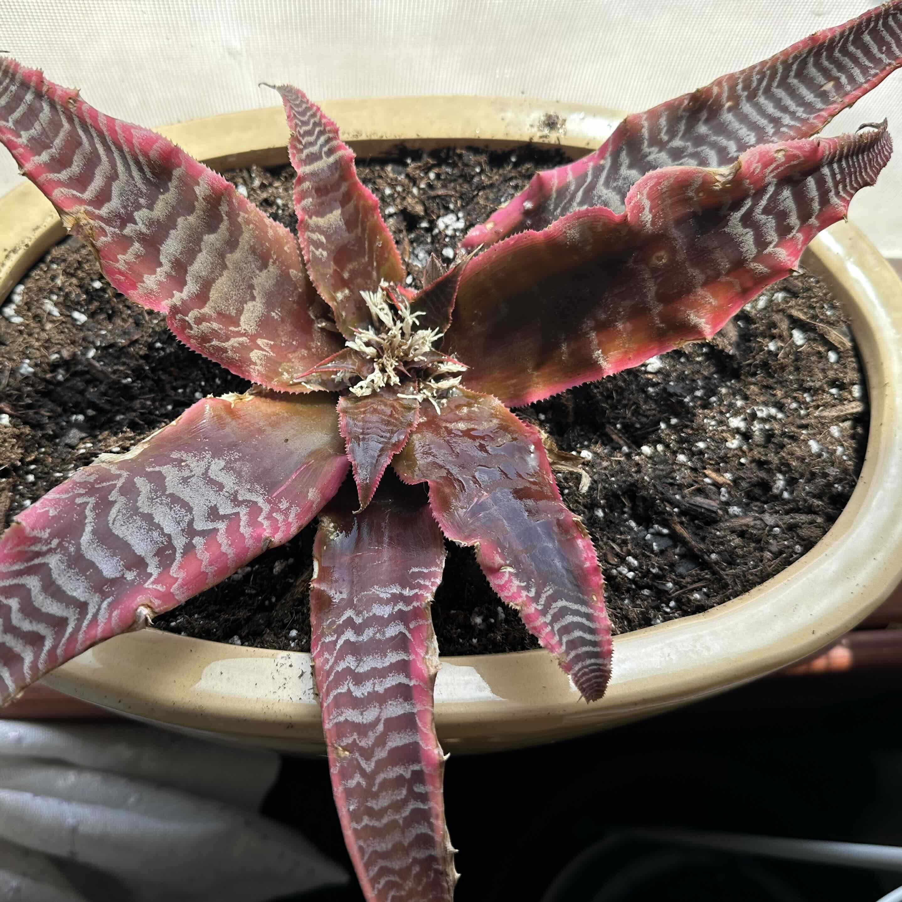 Photo of the plant species Elaine Pink Zebra by @SacredRosegrape named Elaine Bloom on Greg, the plant care app