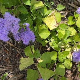 Photo of the plant species Bachelor's Button by @JoysomeTawapou named James Dean on Greg, the plant care app