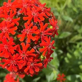 Photo of the plant species Maltese Cross by @JoysomeTawapou named Aria on Greg, the plant care app
