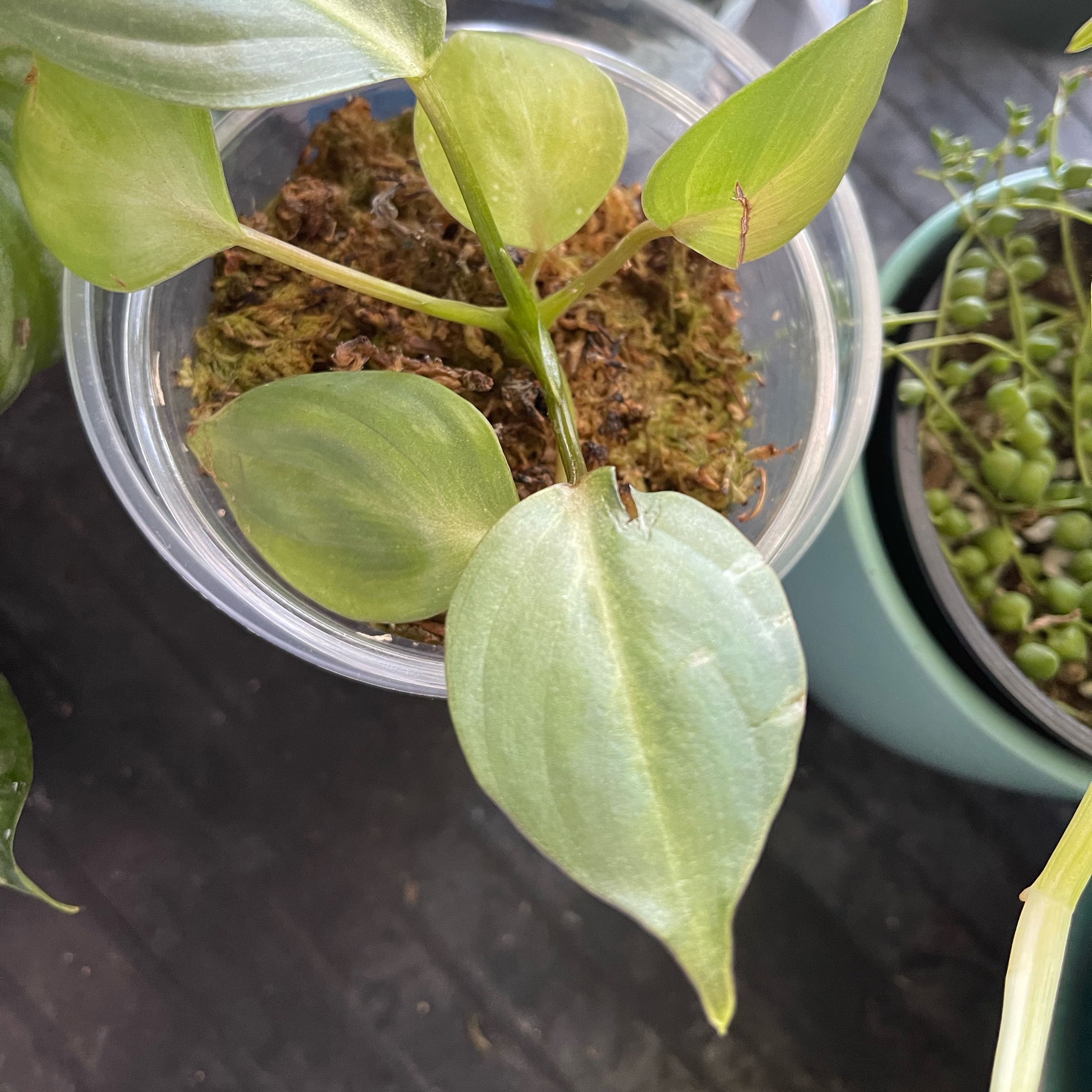 Photo of the plant species Philodendron 'Summer Glory' by @PlantTherapy111 named LiloStitch on Greg, the plant care app