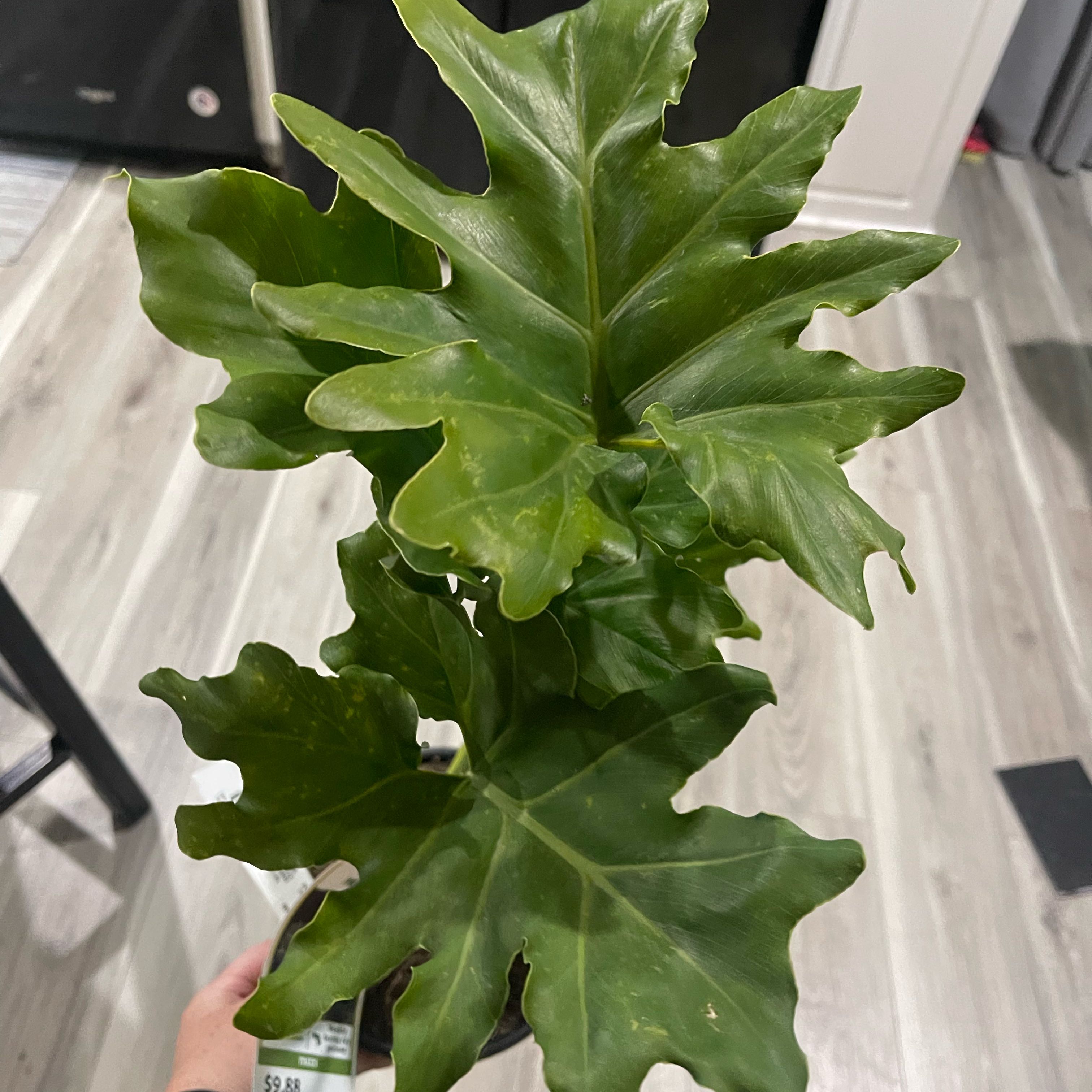 Photo of the plant species Hope Plant by @PlantTherapy111 named Hagrid on Greg, the plant care app