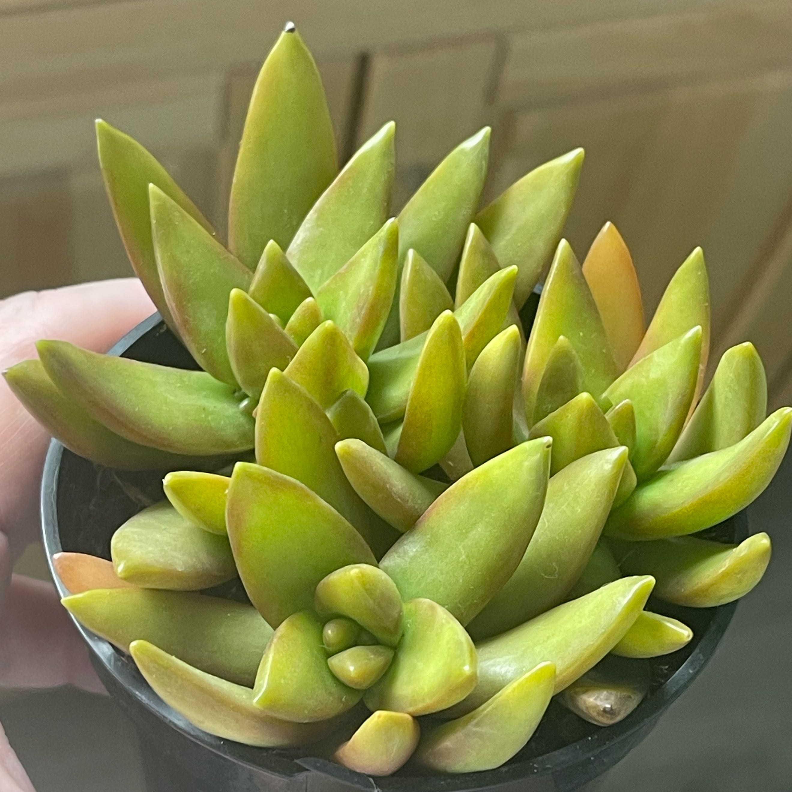 Sedum adolphi 'Sunset' plant in a small pot, held by a hand.