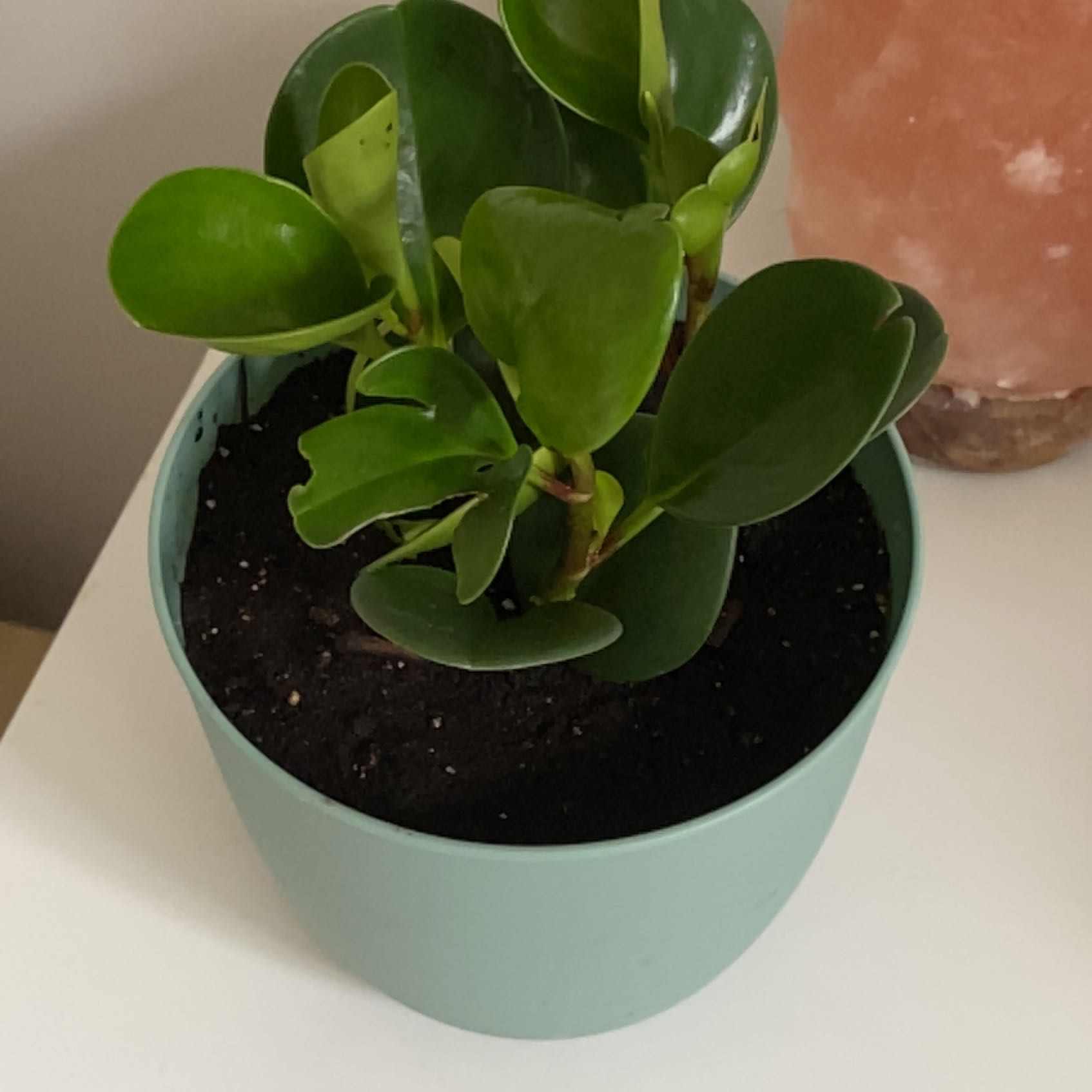 Healthy Autograph Tree in a pot with dark soil and green, glossy leaves.