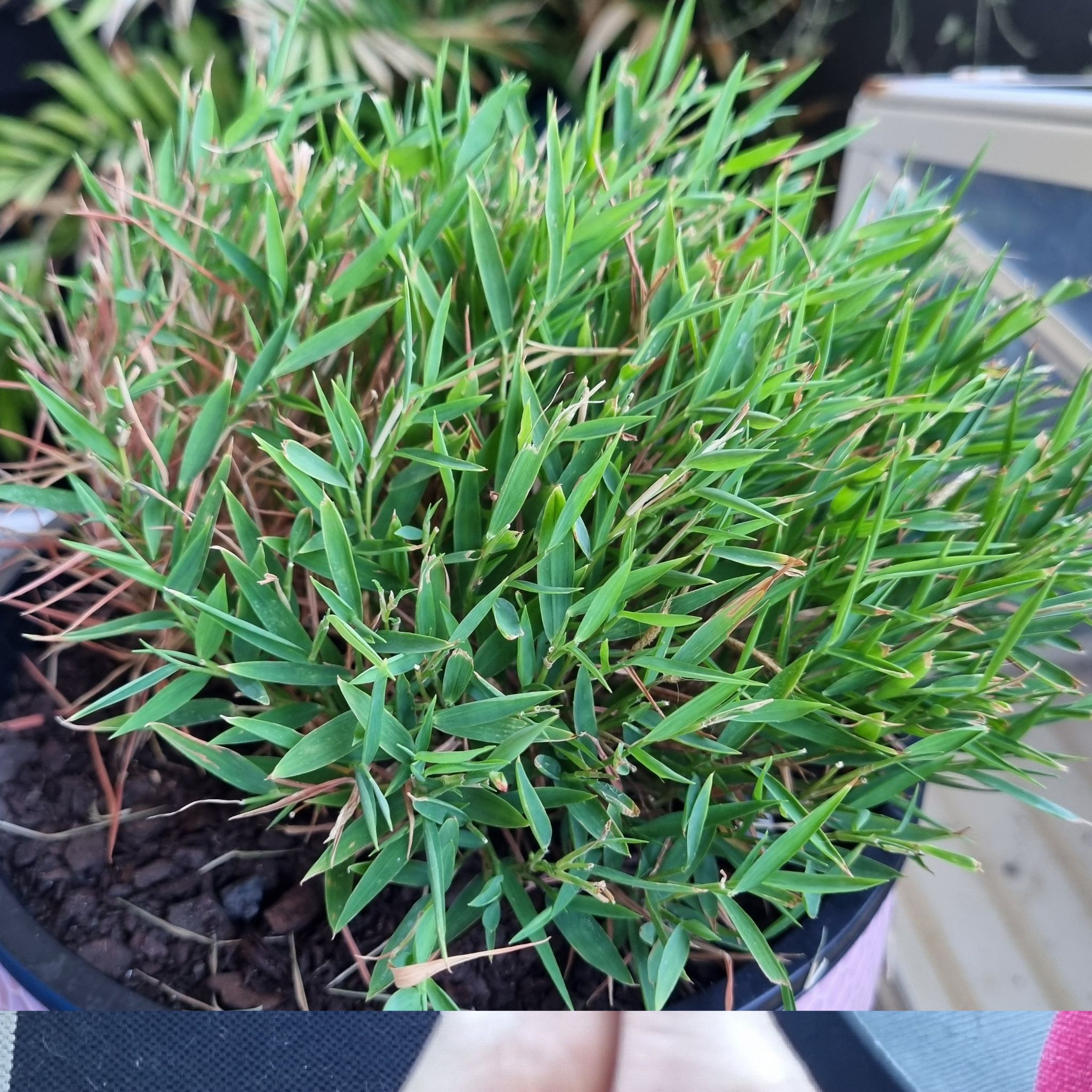Photo of the plant species Bamboo baby panda by @ResilientCobnut named Kobe on Greg, the plant care app