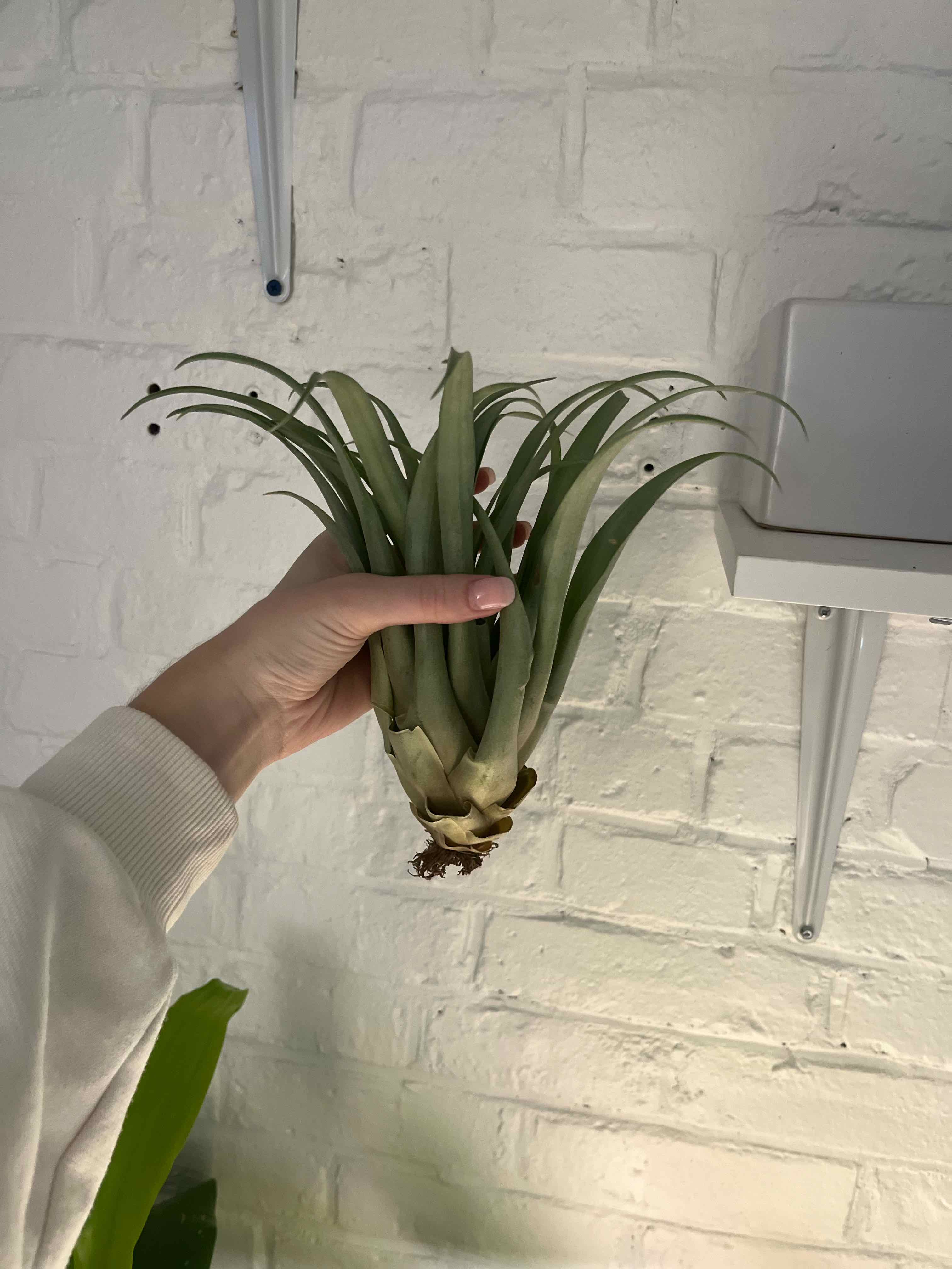 Aeranthos Air Plant being held by a hand against a white brick wall.