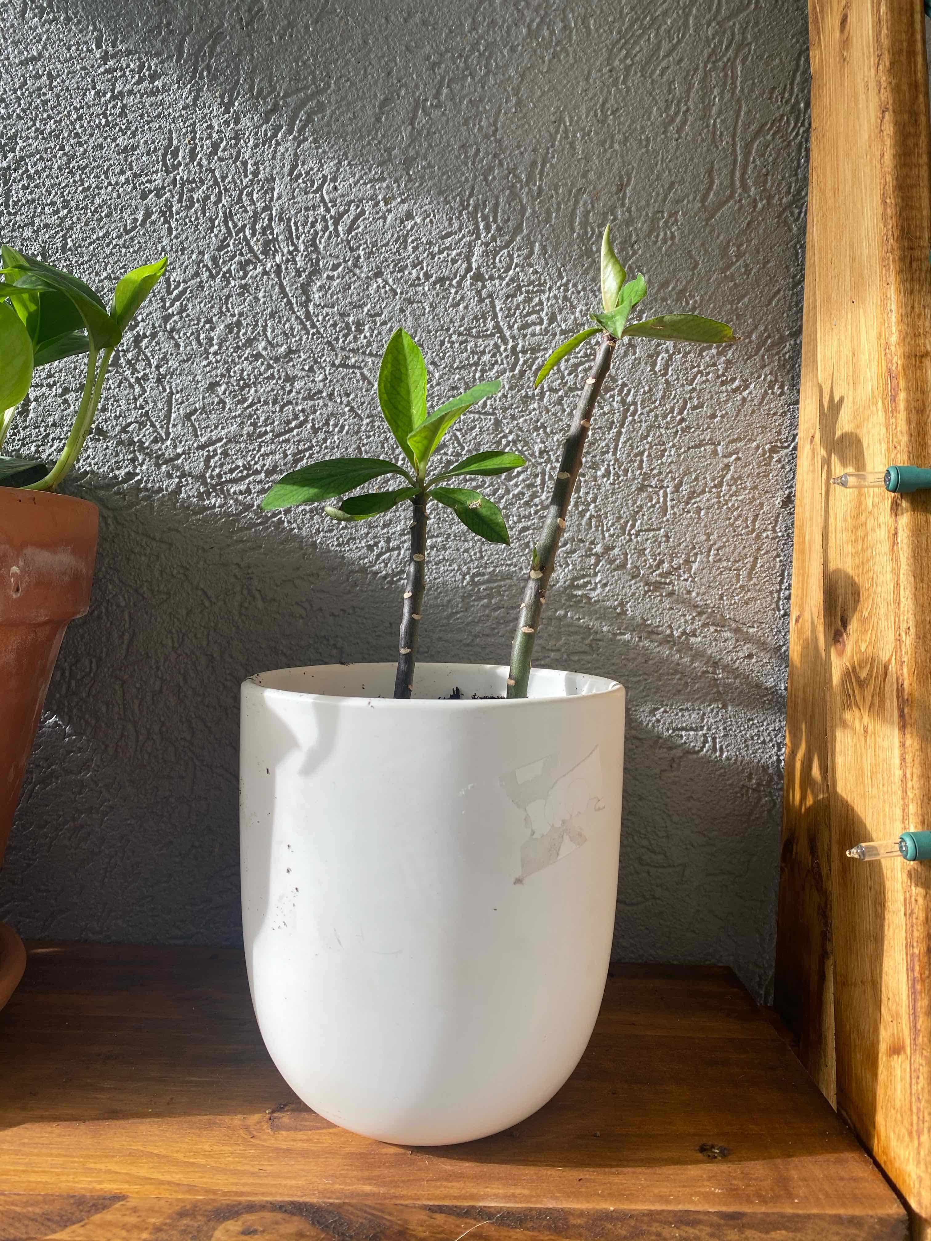 Euphorbia bicompacta plant in a white pot with green leaves, placed on a wooden surface.