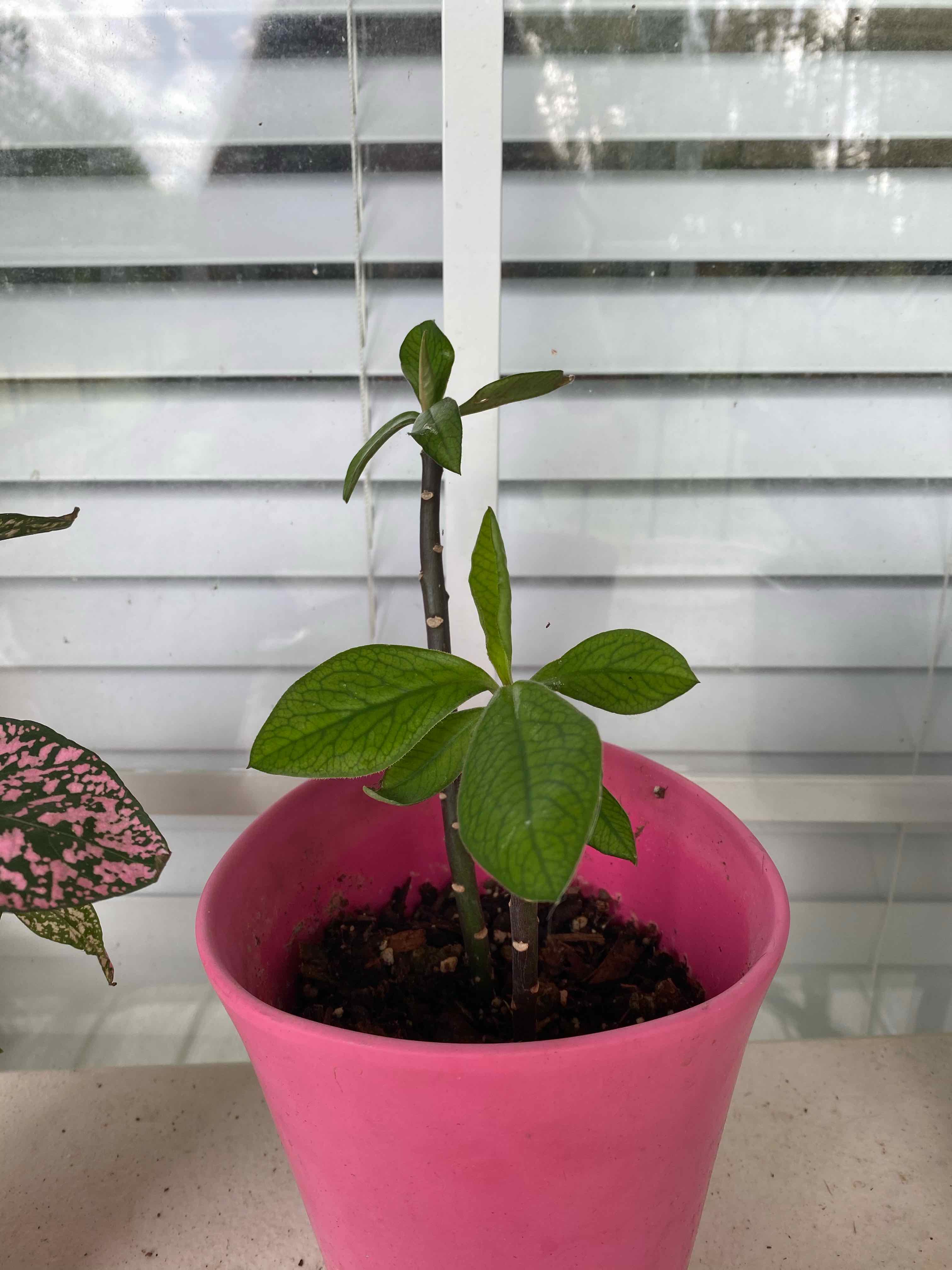 Euphorbia bicompacta plant in a pink pot with green leaves, placed indoors near a window.
