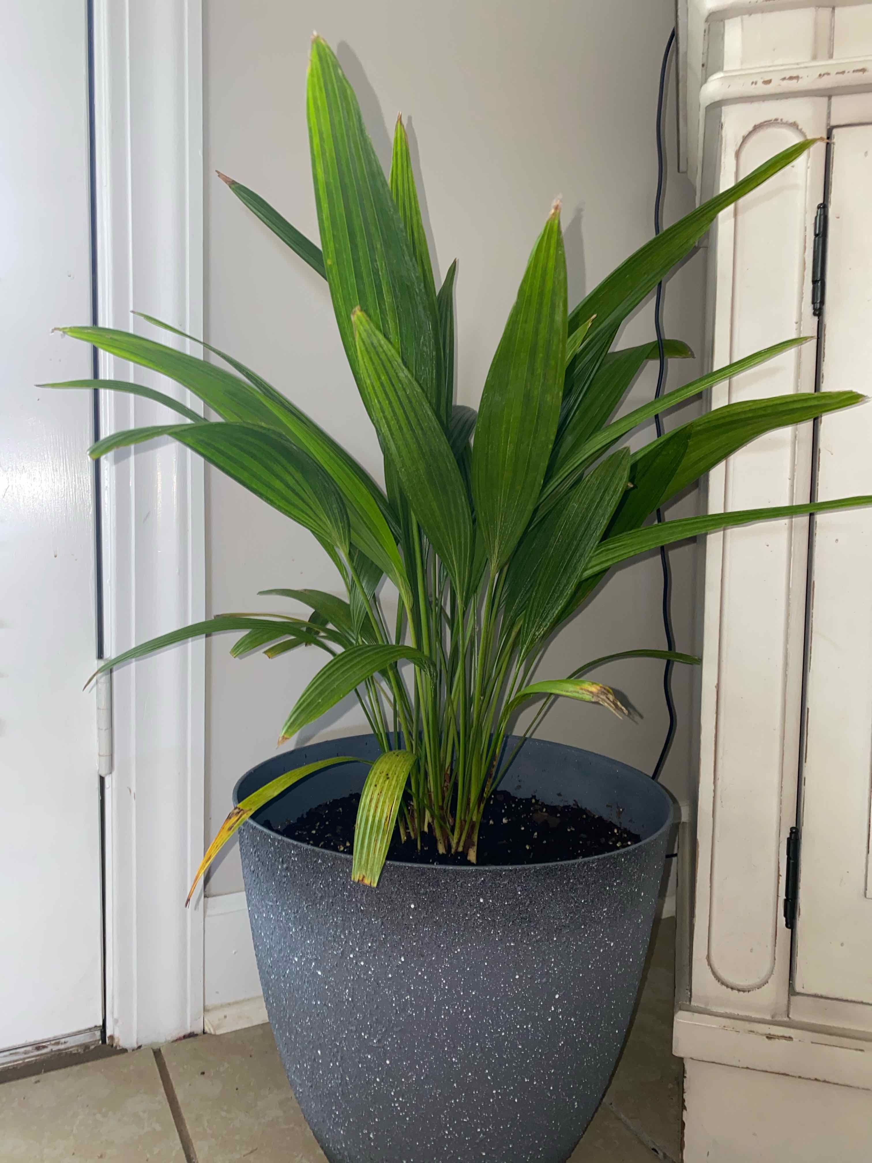 Potted Chinese Fan Palm with some yellowing leaf tips, placed indoors on a tiled floor.