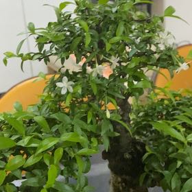Photo of the plant species Water Jasmine by @MightyMayapple named Rainier on Greg, the plant care app