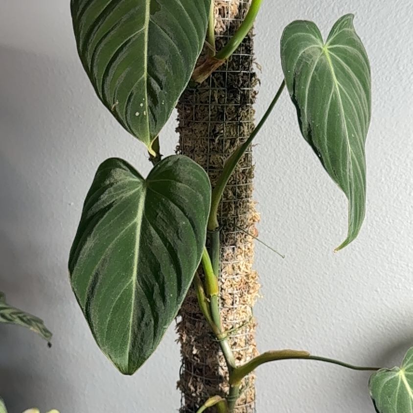 Philodendron gigas plant with large, dark green leaves attached to a moss pole.