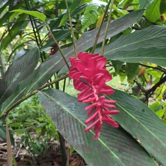 Photo of the plant species Red Ginger by @AproposBlueweed named Coco on Greg, the plant care app