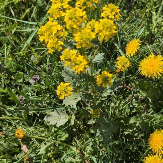 Photo of the plant species Garden Yellow Rocket by @AproposBlueweed named Madonna on Greg, the plant care app