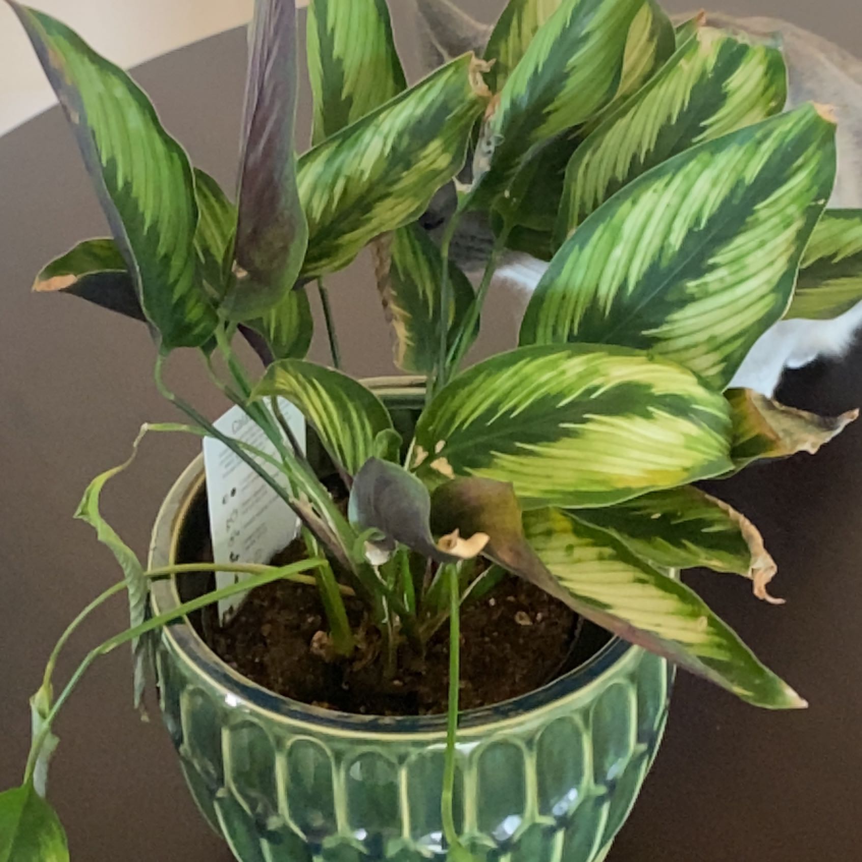 Photo of the plant species calathea by @Gabean named Plato on Greg, the plant care app
