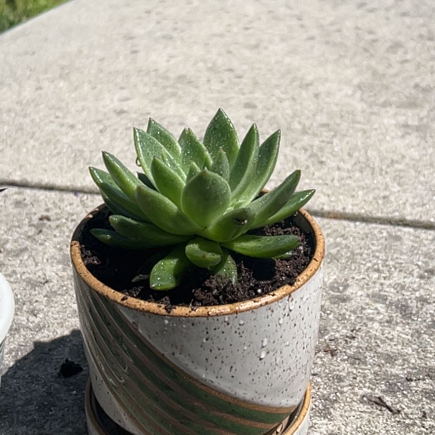 Photo of the plant species Echeveria Mexicana by @DiverseLychee named Quac on Greg, the plant care app