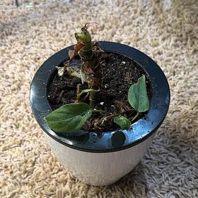 Photo of the plant species Philodendron nangaritense by @SmileyGuzmania named Harry on Greg, the plant care app