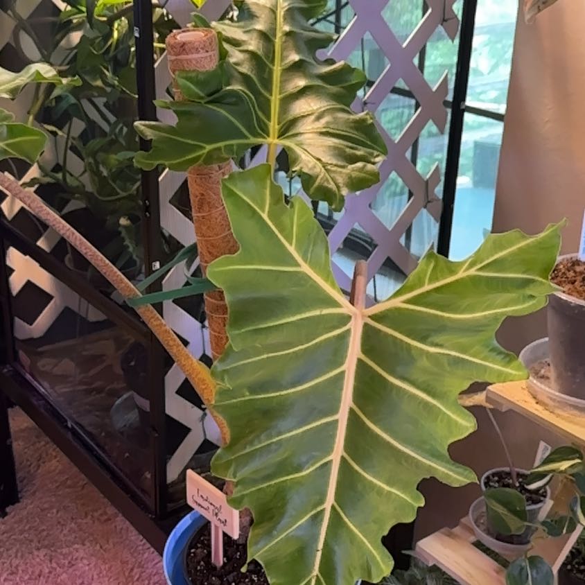 Photo of the plant species Alocasia Golden Lutea by @SmileyGuzmania named Madonna on Greg, the plant care app