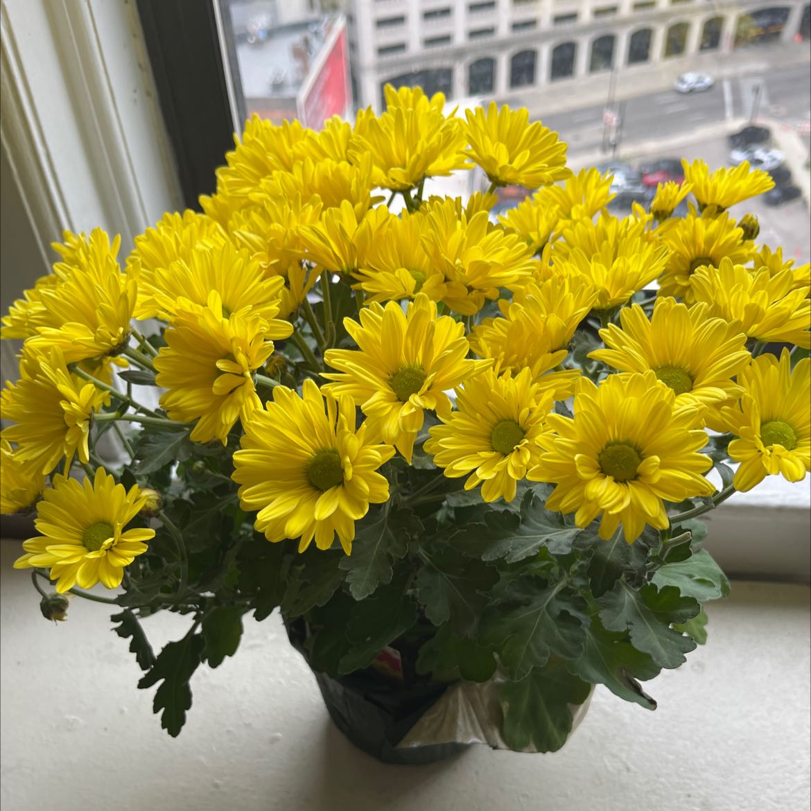 Chrysanthemum plant with vibrant yellow flowers near a window.