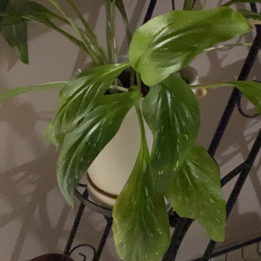Photo of the plant species Hymenophyllum demissum by @ExactScotspine named Kendall on Greg, the plant care app