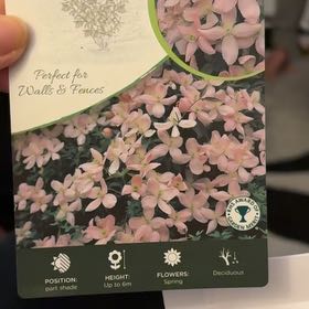 Photo of the plant species Anemone Clematis by @BoldLungwort named Aristotle on Greg, the plant care app