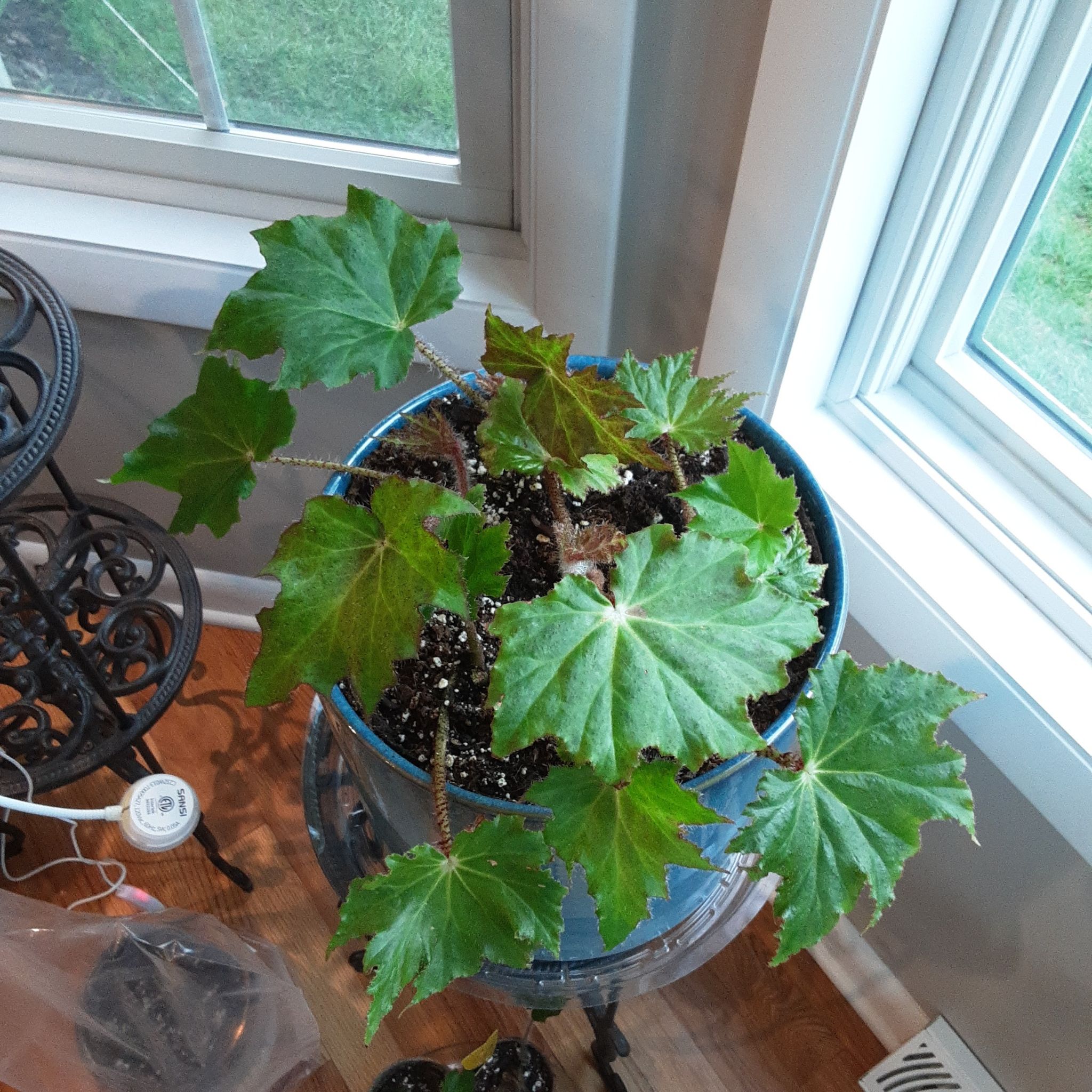 Photo of the plant species Immense Begonia by @SuzAnthophile named Scarlett on Greg, the plant care app