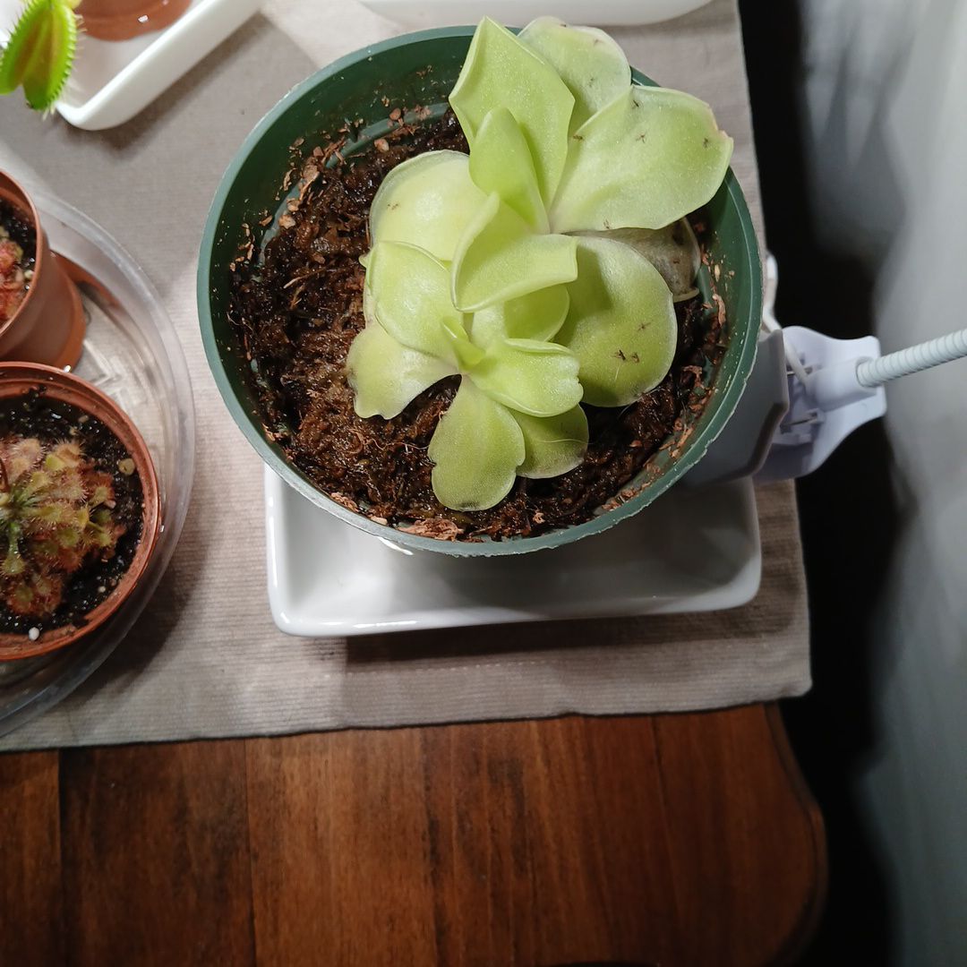 Photo of the plant species Mexican Butterwort by @SuzAnthophile named Mrs. Butterwort on Greg, the plant care app