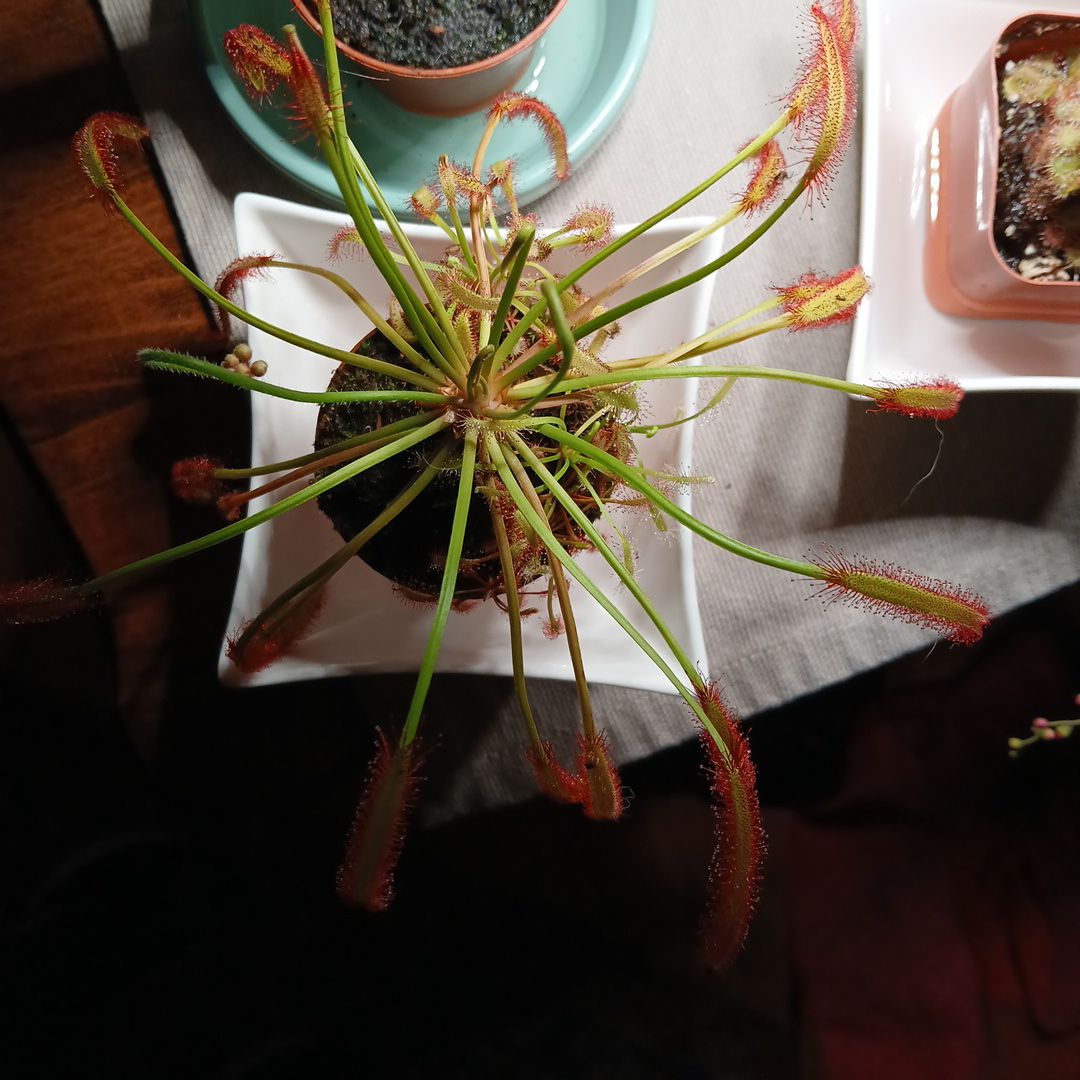 Photo of the plant species Oblong-Leaved Sundew by @SuzAnthophile named Ursula on Greg, the plant care app