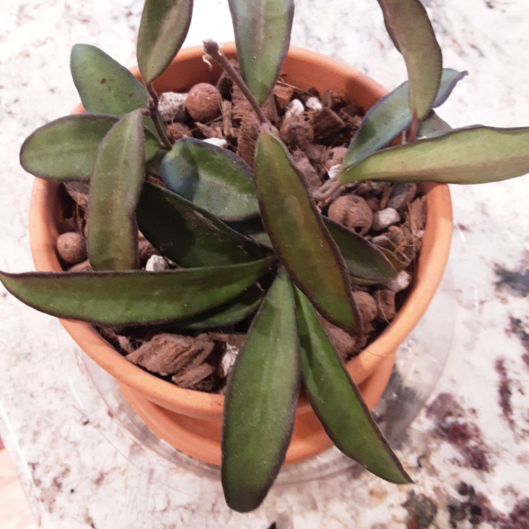 Photo of the plant species Waxvine by @SuzAnthophile named Annie on Greg, the plant care app