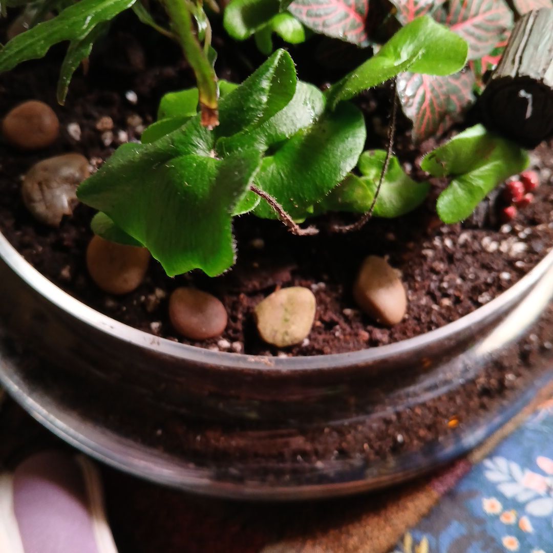 Photo of the plant species Heart Leaf Fern by @SuzAnthophile named Cupid on Greg, the plant care app