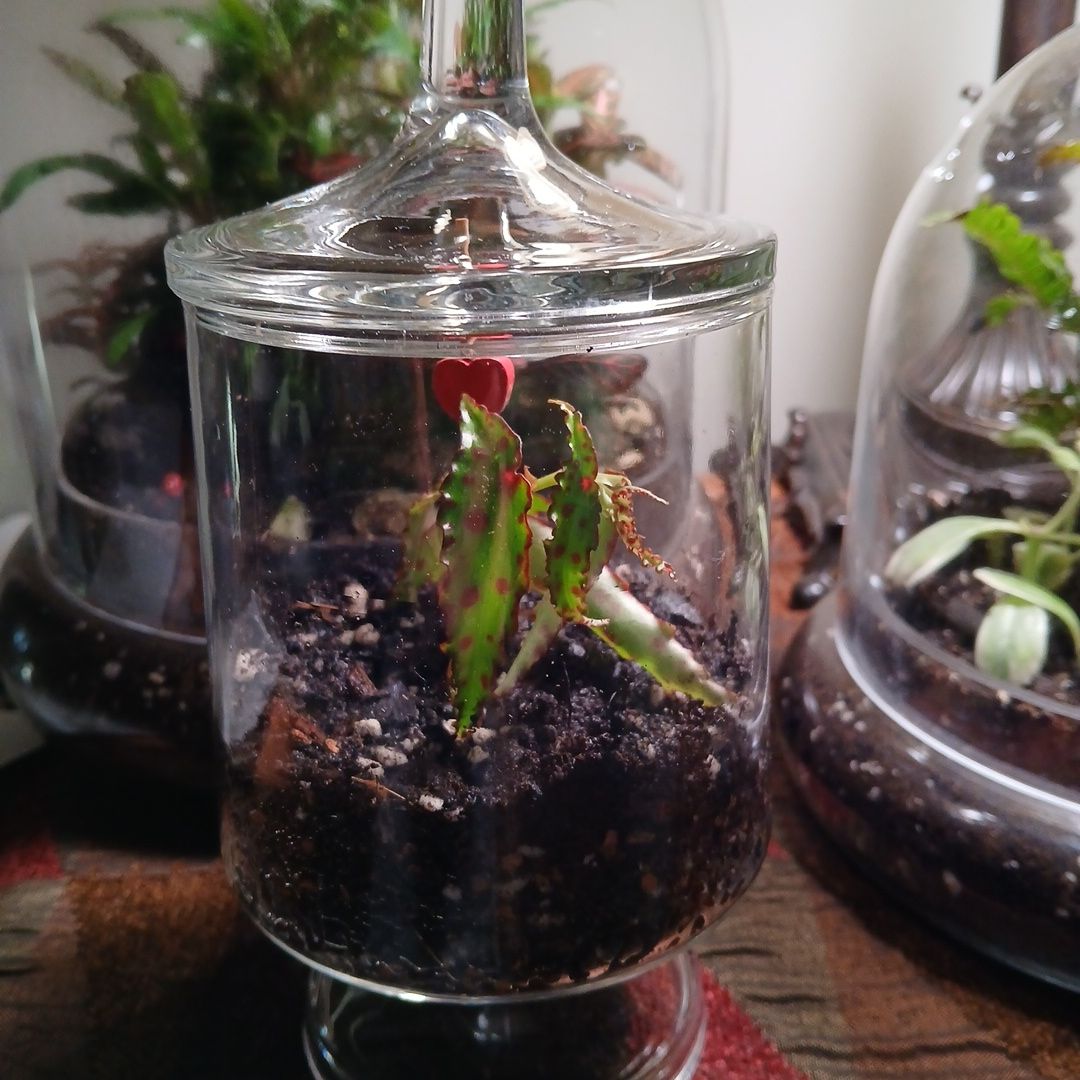 Photo of the plant species Begonia amphioxus by @SuzAnthophile named Lizzie on Greg, the plant care app
