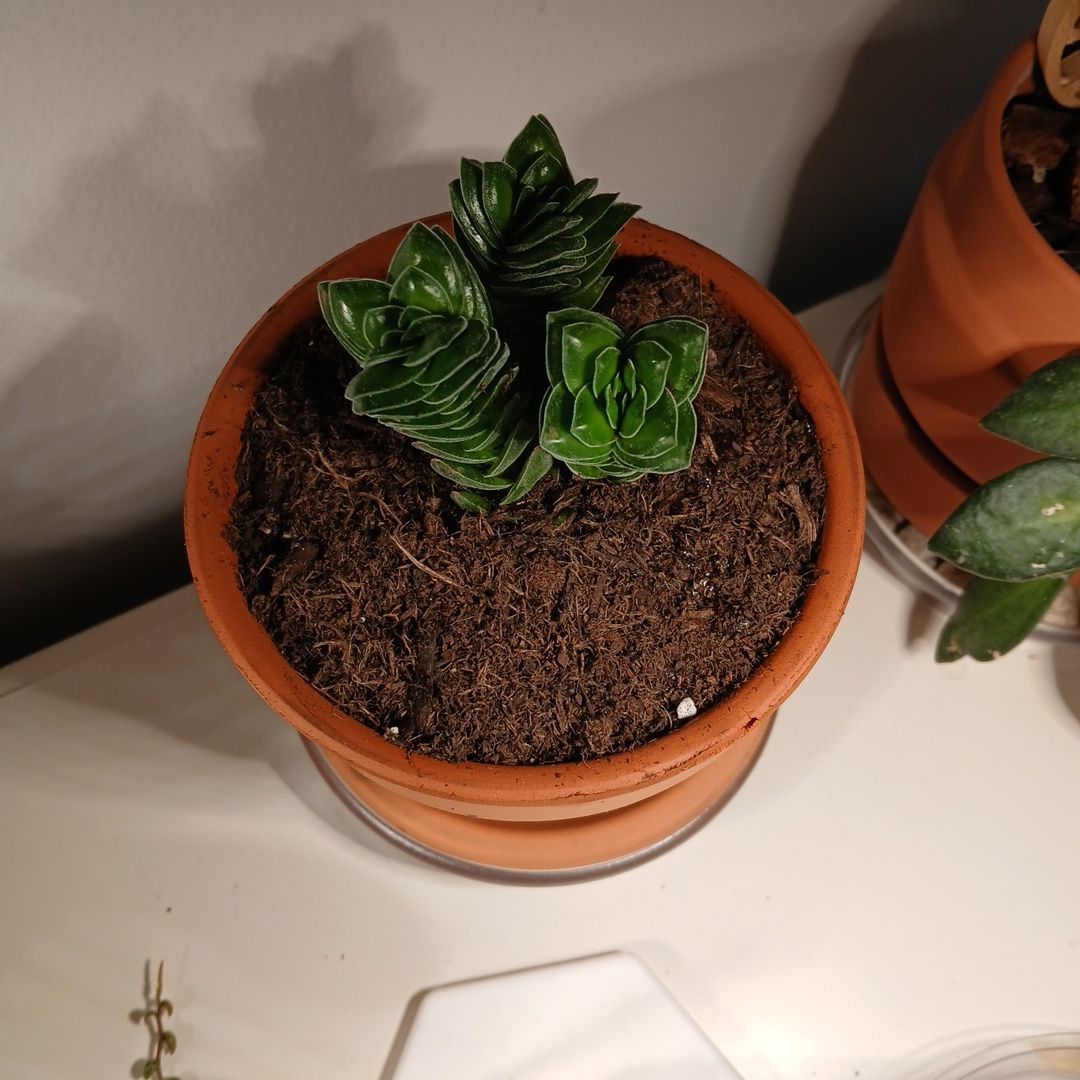 Photo of the plant species Crassula deceptor by @SuzAnthophile named Crassie on Greg, the plant care app