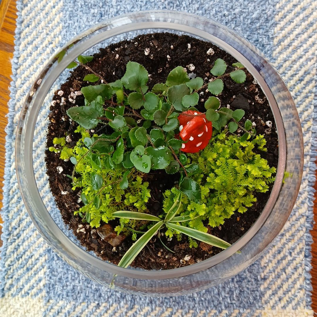 Photo of the plant species California Maidenhair Fern by @SuzAnthophile named Maid Marion on Greg, the plant care app