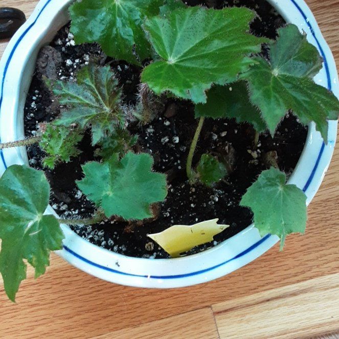 Photo of the plant species Immense Begonia by @SuzAnthophile named Careen on Greg, the plant care app