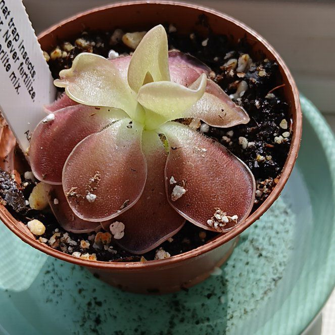 Photo of the plant species Weser Butterwort by @SuzAnthophile named Westin on Greg, the plant care app