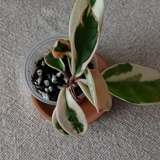 Photo of the plant species Hoya Suzie Q by @SuzAnthophile named Suzie Q on Greg, the plant care app