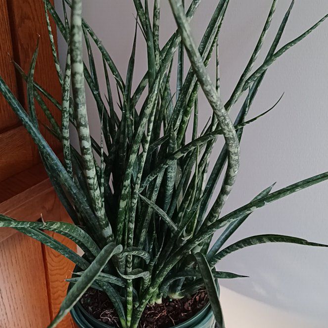 Photo of the plant species Sansevieria 'Fernwood' by @SuzAnthophile named Lola on Greg, the plant care app