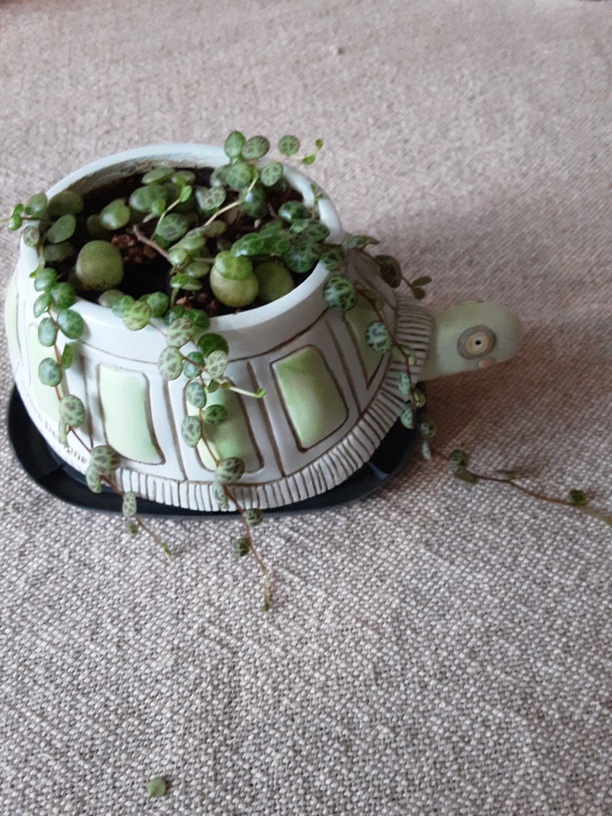 Photo from the post