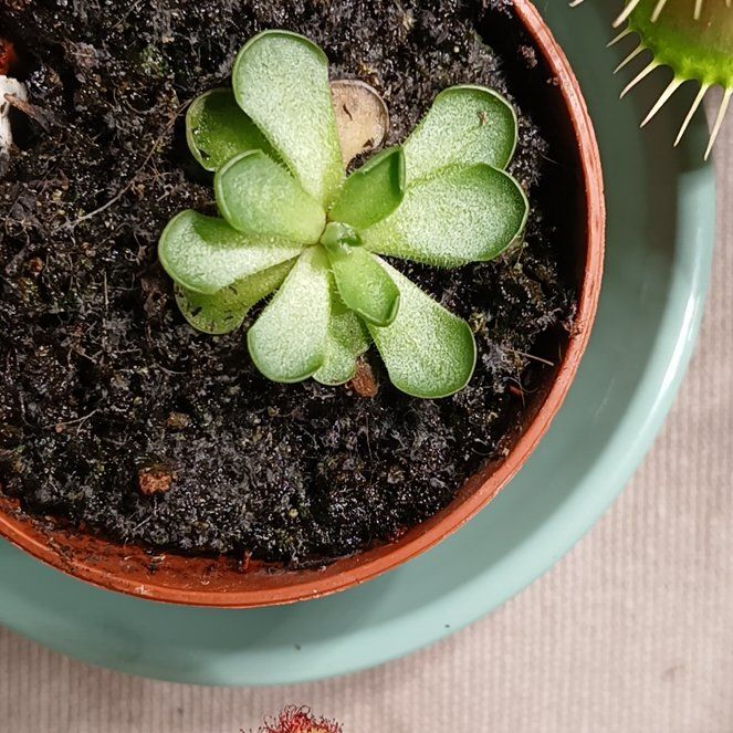 Photo of the plant species Pinguicula cyclosecta by @SuzAnthophile named Stickley on Greg, the plant care app