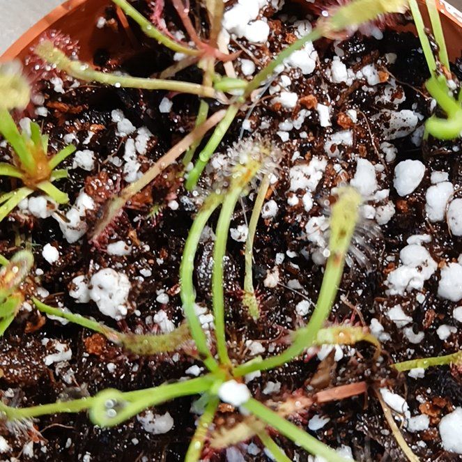 Photo of the plant species Oblong-Leaved Sundew by @SuzAnthophile named Ursula II on Greg, the plant care app