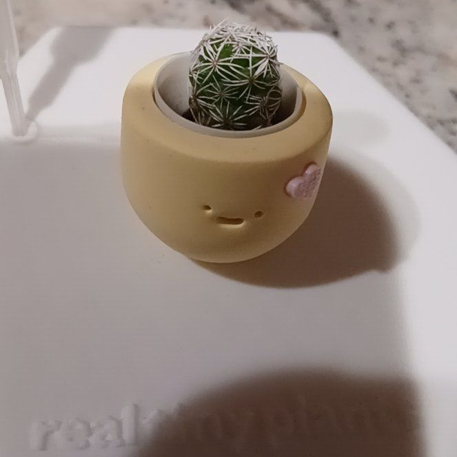 Photo of the plant species Thimble Cactus by @SuzAnthophile named Priscilla Prickley on Greg, the plant care app