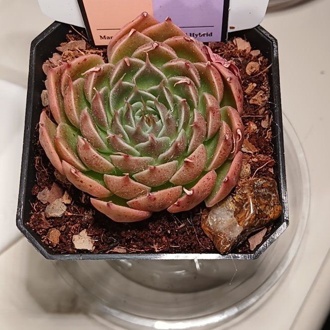 Photo of the plant species Graptoveria 'Silver Star' by @SuzAnthophile named Hybrid Hilda on Greg, the plant care app