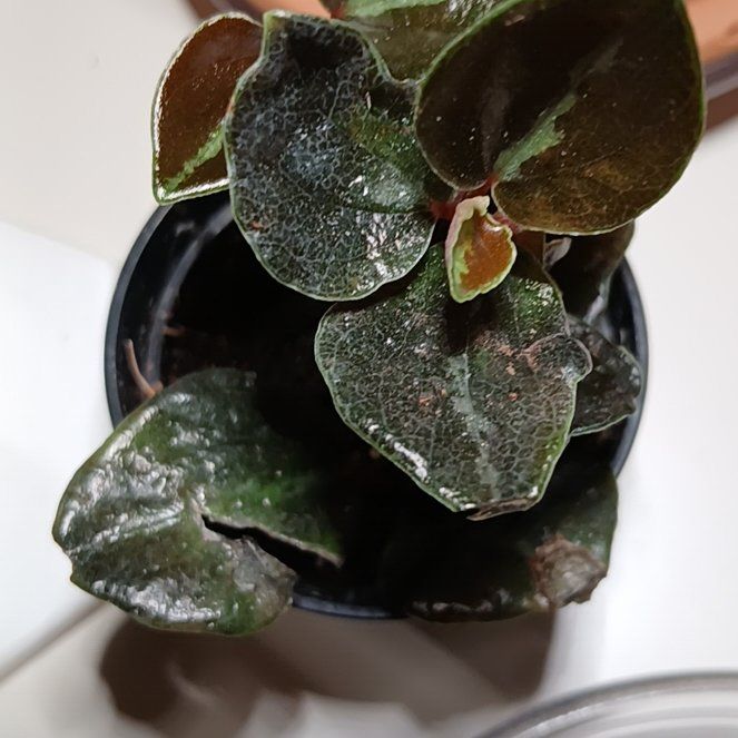 Photo of the plant species Pepperomia Metallica by @SuzAnthophile named Metallica on Greg, the plant care app