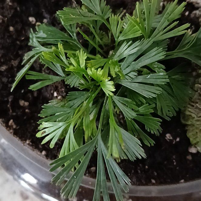 Photo of the plant species Fan Fern by @SuzAnthophile named Fannie on Greg, the plant care app