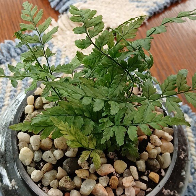 Photo of the plant species Korean Rock Fern by @SuzAnthophile named Rocky on Greg, the plant care app