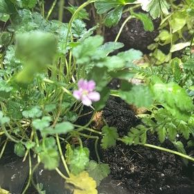 Photo of the plant species Shining Geranium by @Delozierlisa named Beyonce on Greg, the plant care app
